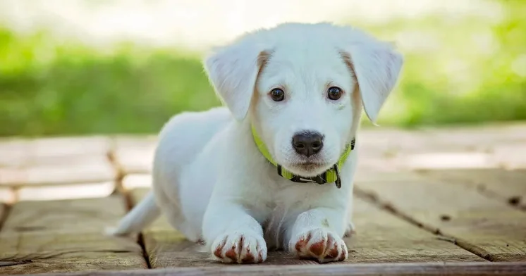 Cani e gatti, oltre 57mila abbandoni